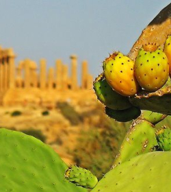 Campeggiatori Sicilia Gruppo Sole Amico